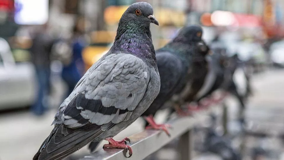 Pigeons & diseases
